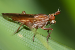 Elgiva solicita
