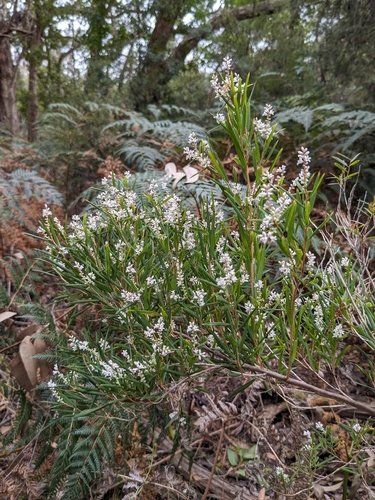 Leucopogon australis, 2026-10-07