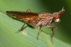 Elgiva solicita