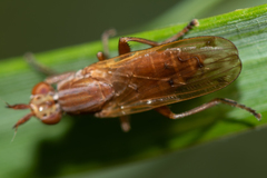 Elgiva solicita