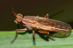 Elgiva solicita
