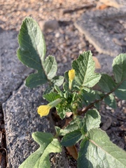 Raphanus raphanistrum