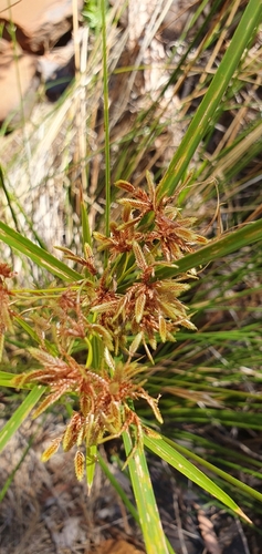 Cyperus vaginatus, 2026-10-06