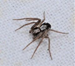 Pulchellodromus pulchellus