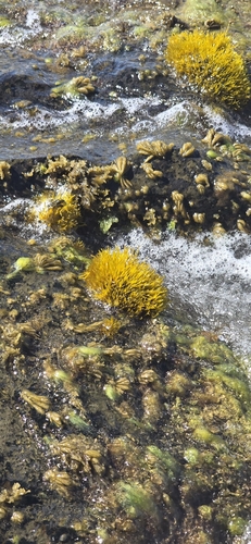 Ahnfeltiopsis observed 2026-10-06