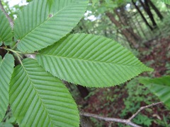 Carpinus cordata