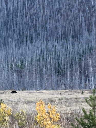 Black Bear sighting near Waterton Lakes National Park