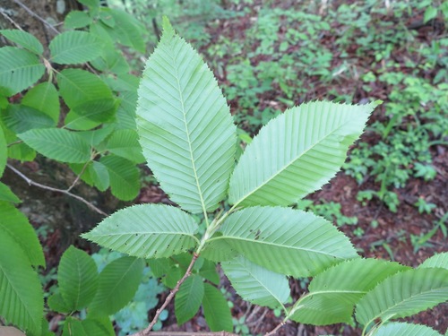 Image of Sawa Hornbeam (Carpinus cordata) by (c) Marco Mussita, some rights reserved (CC BY)