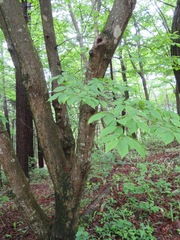 Carpinus cordata