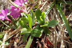Primula integrifolia