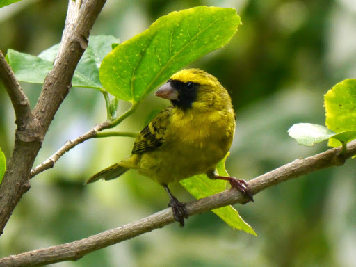 Black-faced Canary (Crithagra capistrata), photo 5