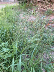 Poaceae
