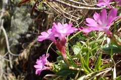 Primula integrifolia