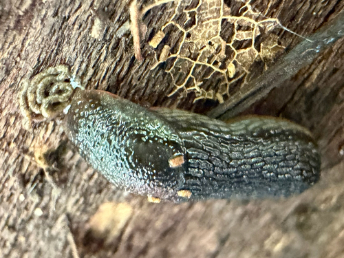 Arion hortensis observed 2026-09-23