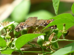Junonia lemonias