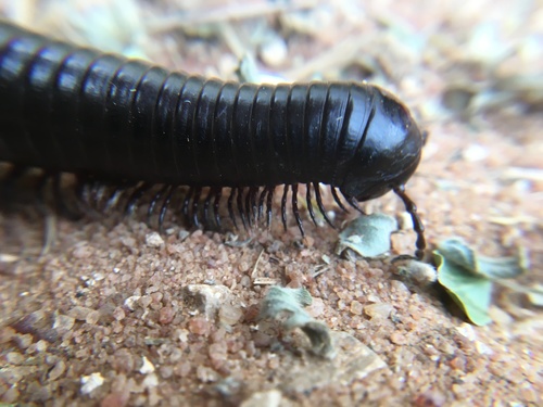 Giant African millipede