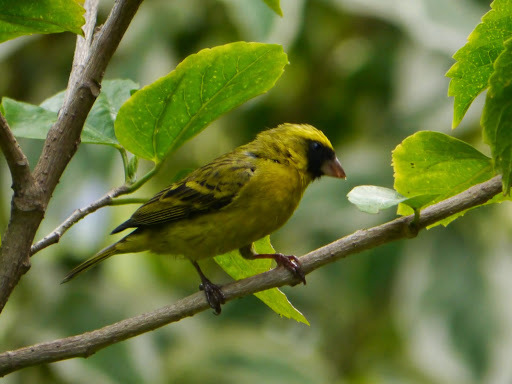 Black-faced Canary (Crithagra capistrata), photo 6