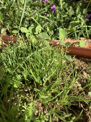 Poaceae