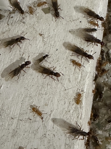 Common Citronella Ant
