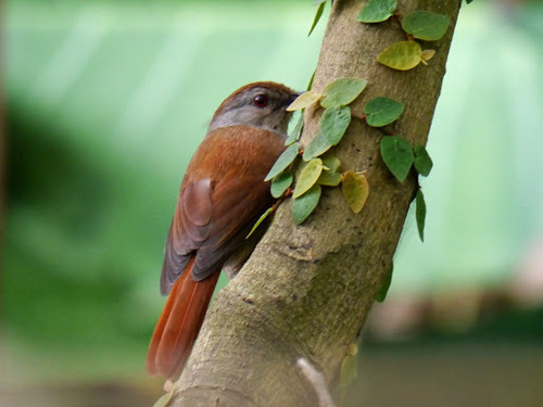 Rufous-tailed Palm Thrush (Cichladusa ruficauda), photo 5