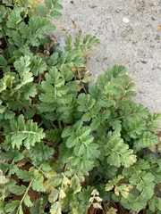 Erodium moschatum