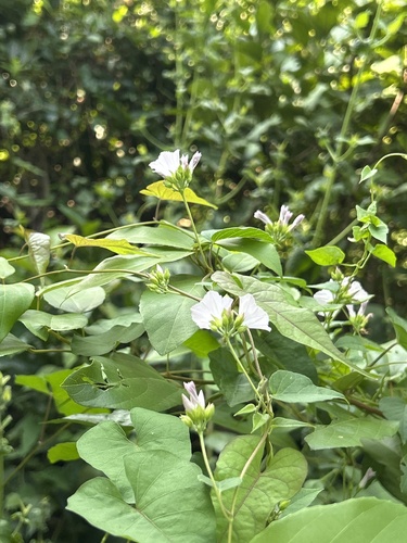 Jacquemontia paniculata observed 2026-10-07