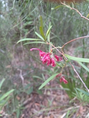 Grevillea diffusa