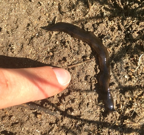 Obama Flatworm, Via Arrivabene, Canneto sull'Oglio, Lombardia, IT, photo 10 of 10