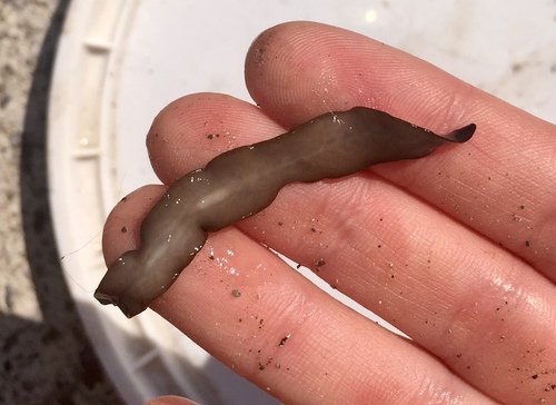 Obama Flatworm, photo 3 of 10