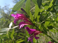 Gladiolus dubius