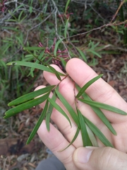 Grevillea diffusa