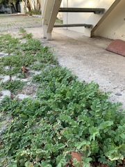 Erodium moschatum