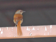 Cichladusa ruficauda