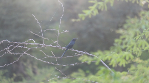 Black Drongo