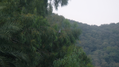 Indian Grey Hornbill