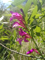 Gladiolus dubius