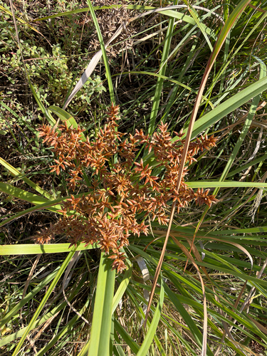 Cyperus javanicus observed 2026-10-06