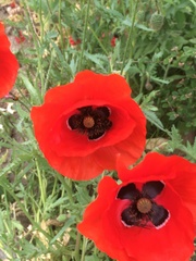 Papaver