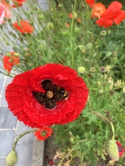 Papaver