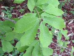 Quercus serrata