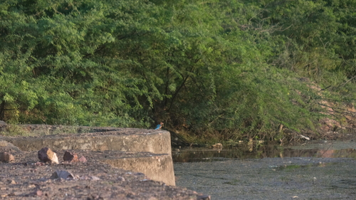White-throated Kingfisher