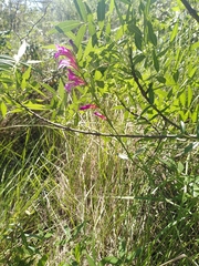Gladiolus dubius