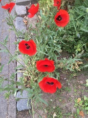 Papaver