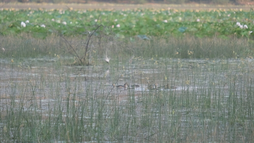 Lesser Whistling-Duck