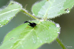 Trachelophorus madegassus