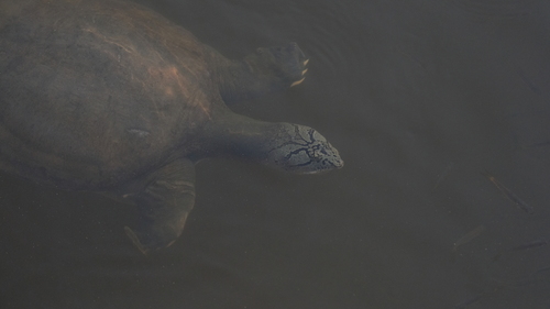 Ganges Softshell Turtle