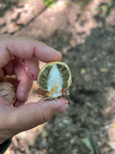 Ravenel's stinkhorn