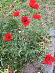 Papaver
