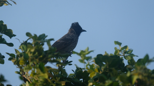 Red-vented Bulbul