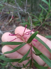 Grevillea diffusa